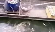 捞鱼视频,揭秘水下生态奇观